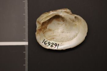 Media type: image;   Malacology 169291 Description: Preserved specimen.;